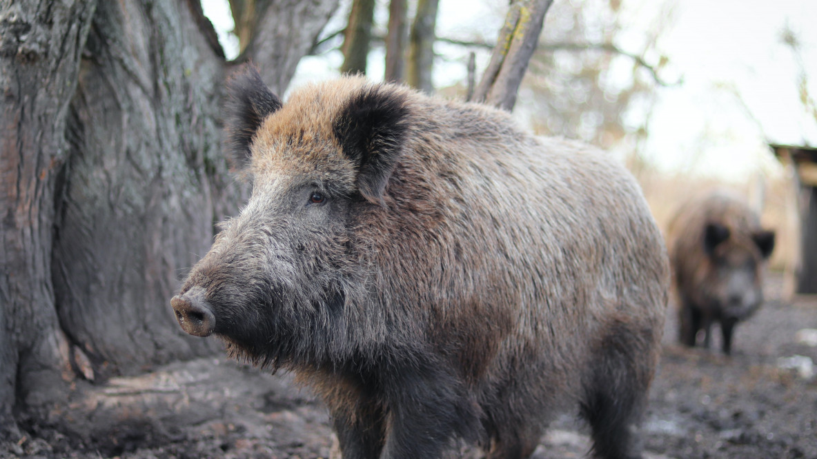 wildschwein.jpg