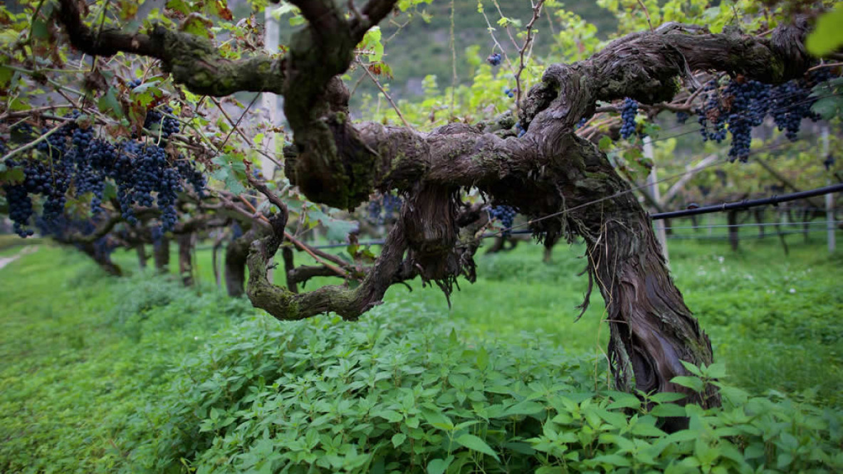 Löwengang Cabernet di Alois Lageder