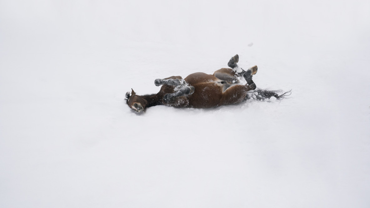 Cold Blood
