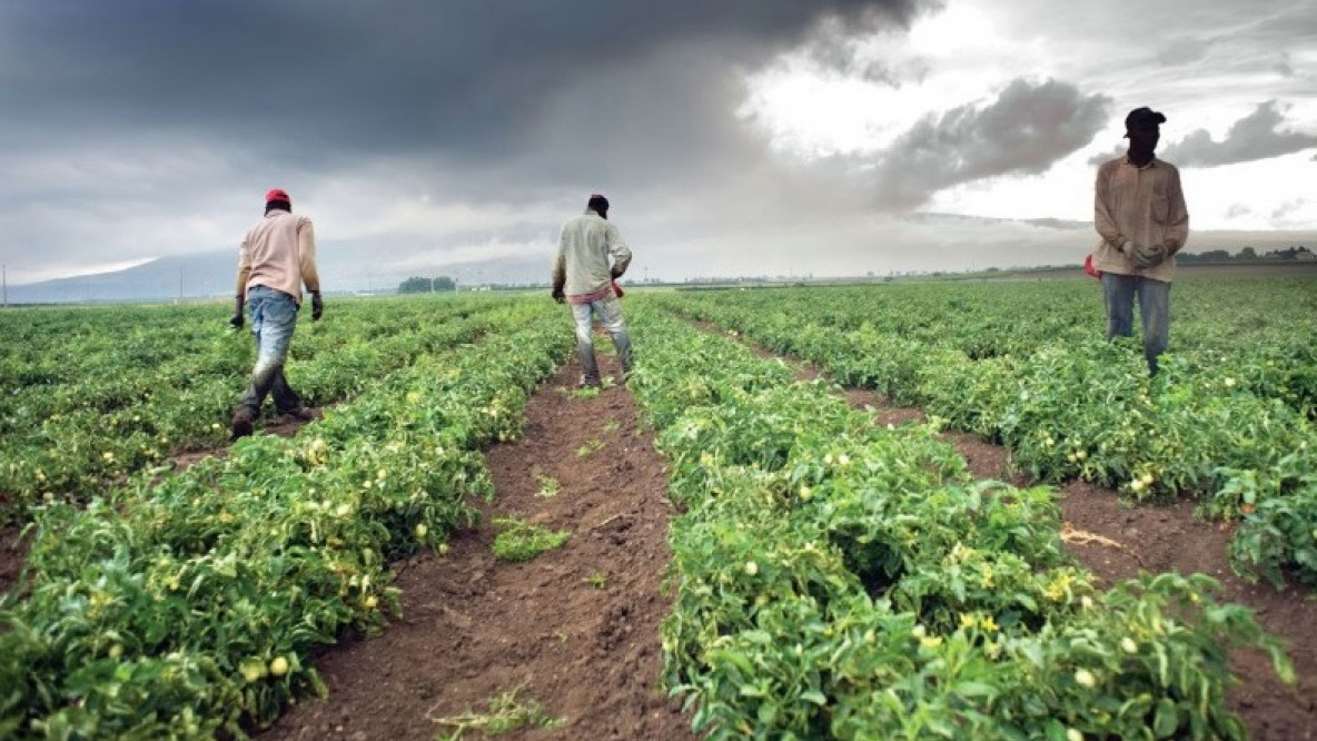 braccianti agricoli