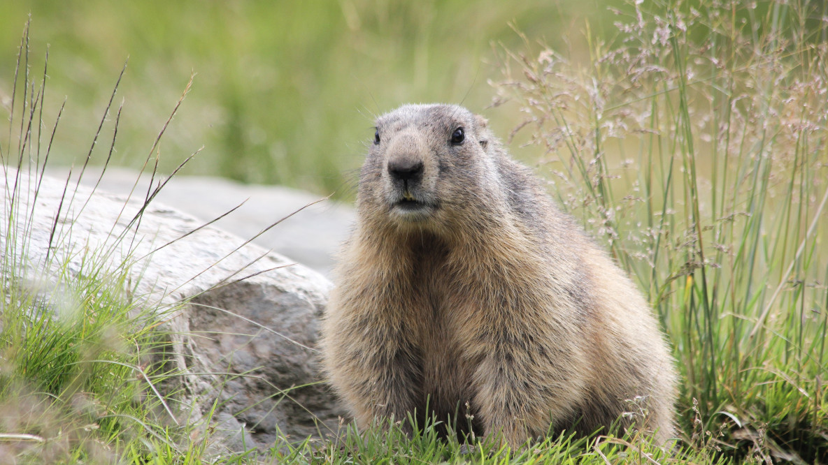 marmotta