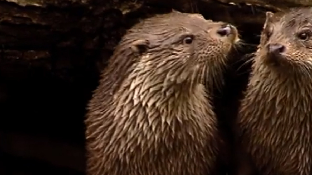 Otter