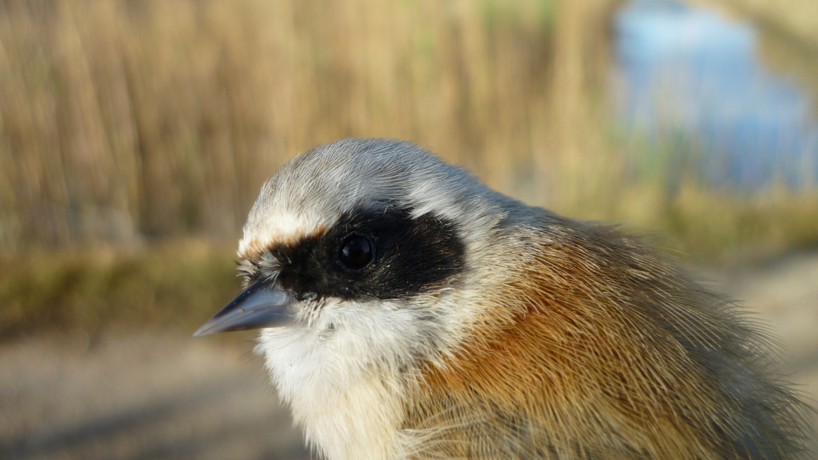 p1020269_ceresa.jpg