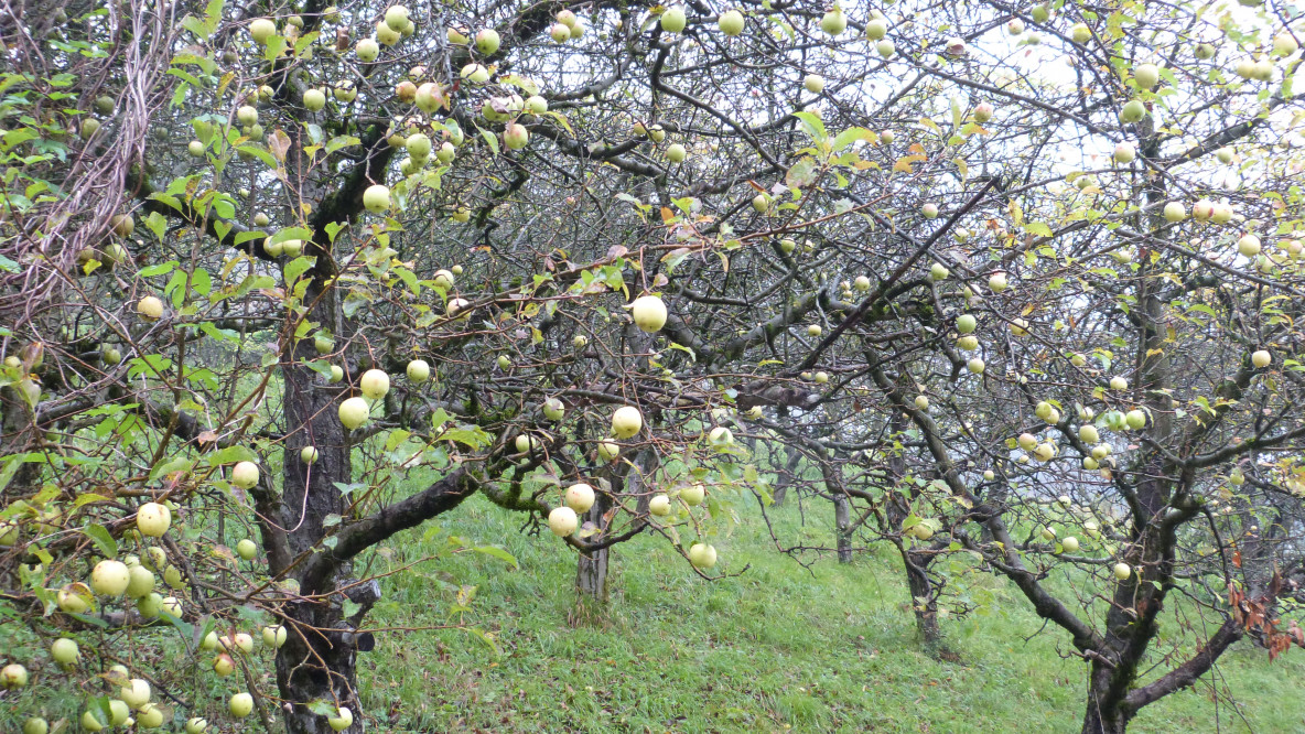 Streuobstwiese: Genarchiv&Powernahrung