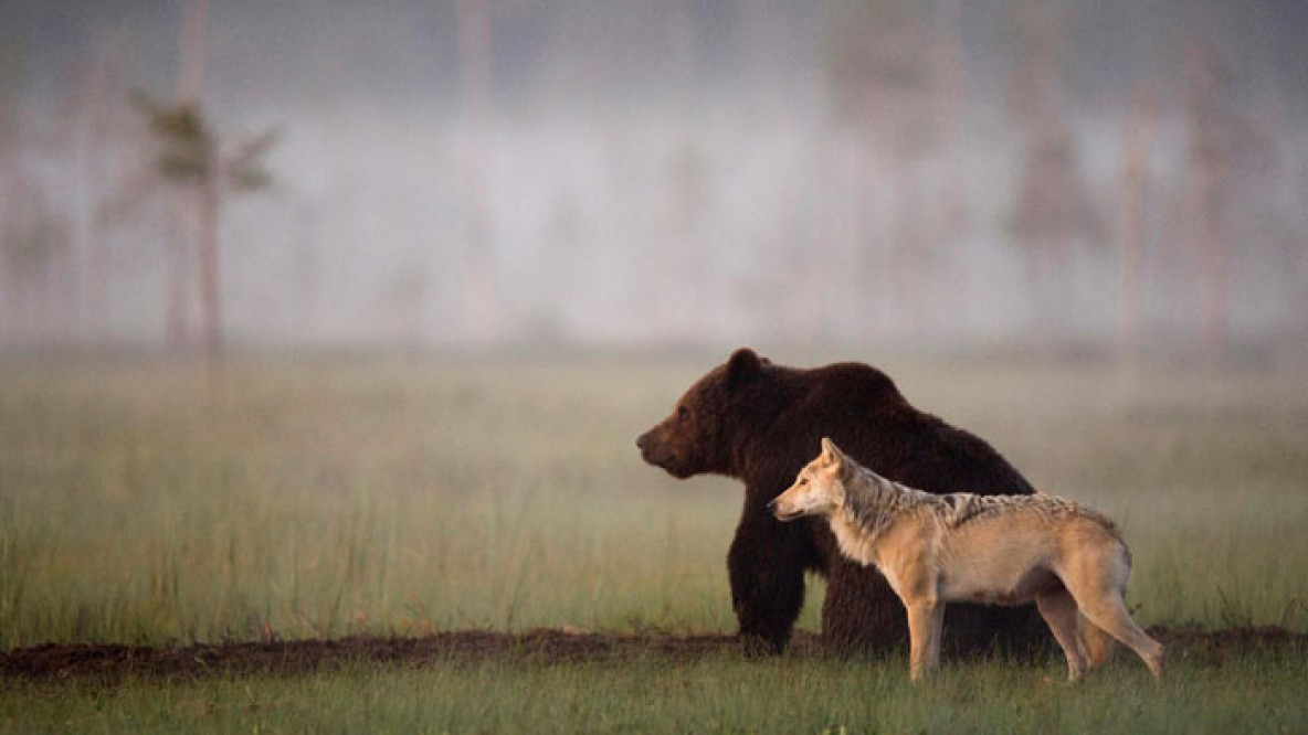 rare-animal-friendship-gray-wolf-brown-bear-lassi-rautiainen-finland-91.jpg
