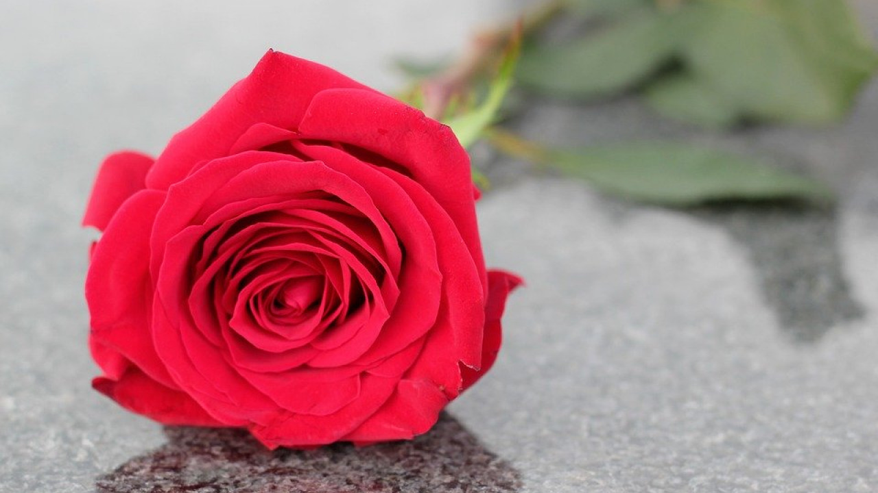 Fiore rosso Liberazione