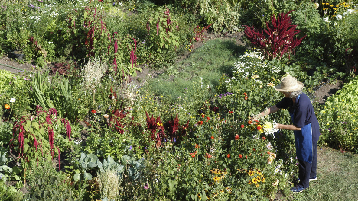 Blumen und Kräuter