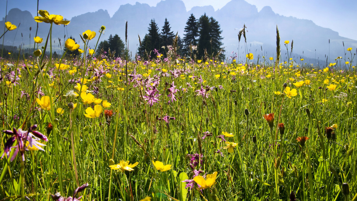 Blumenwiese