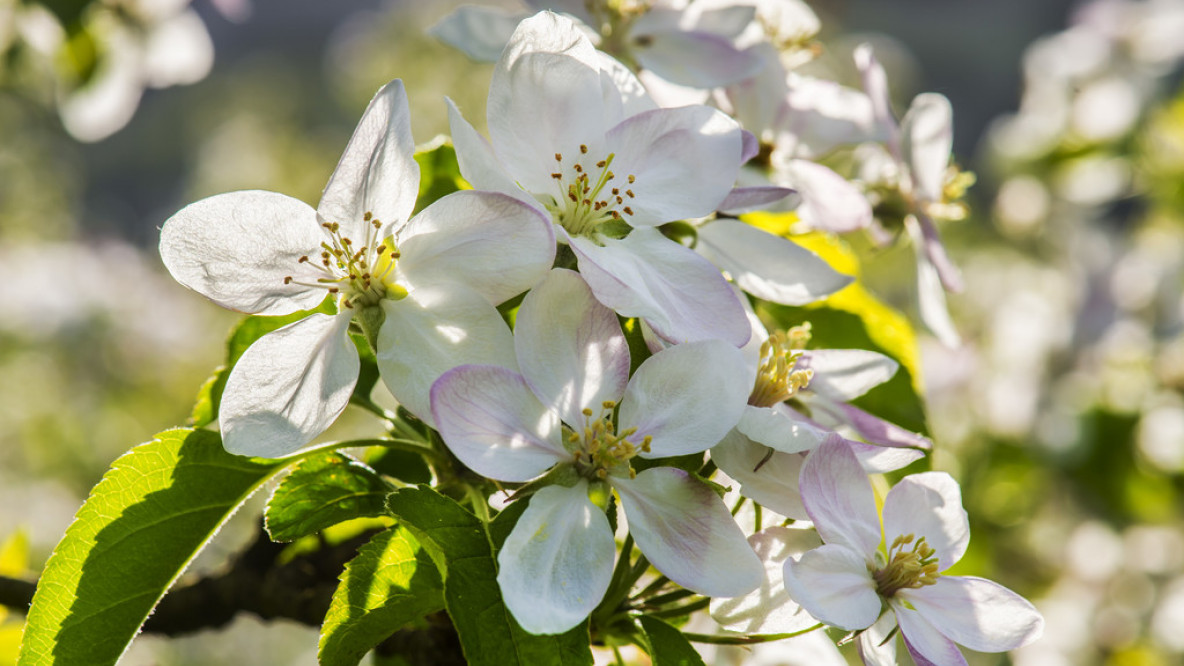 Apfelblüte