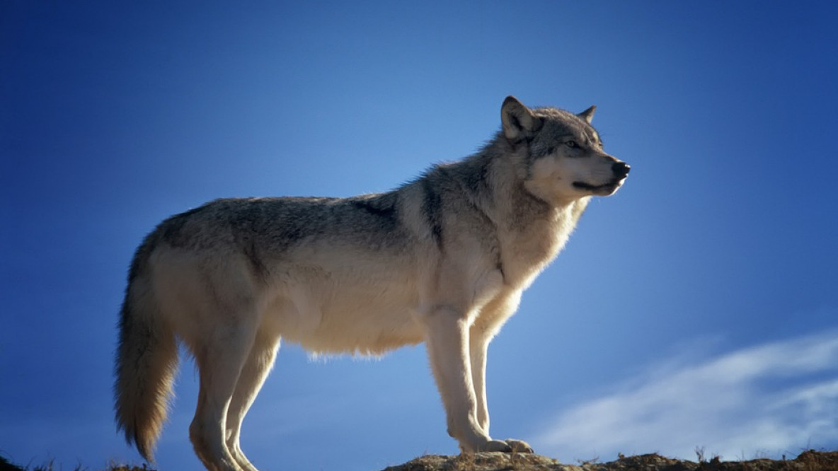 wolf-142173_960_720.jpg