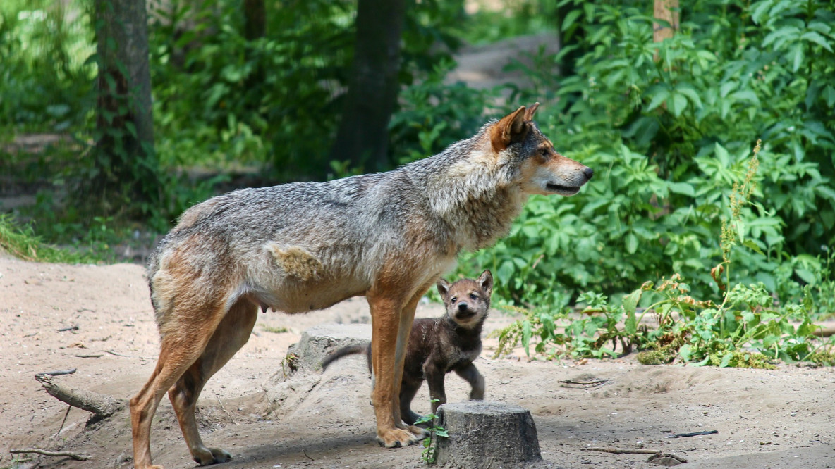 wolf_jungtier.jpg