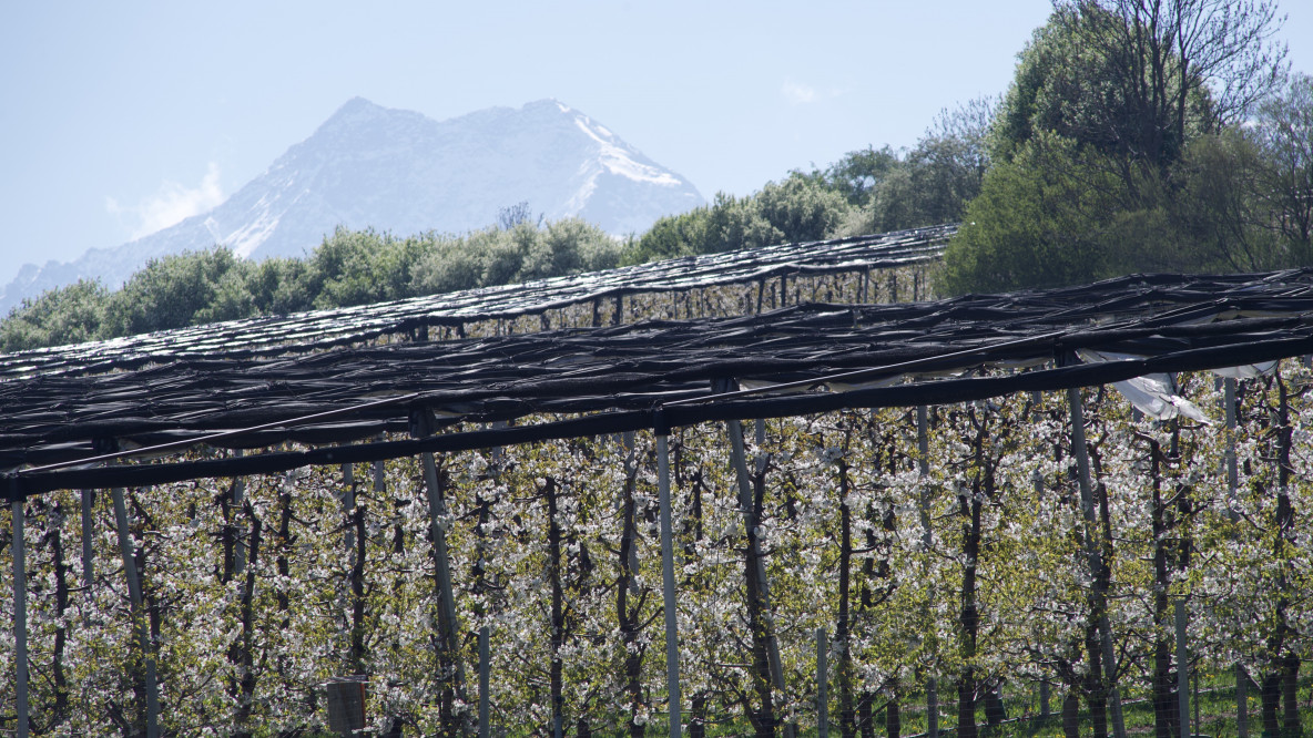 apfelanbau_vinschgau_see8482.jpeg