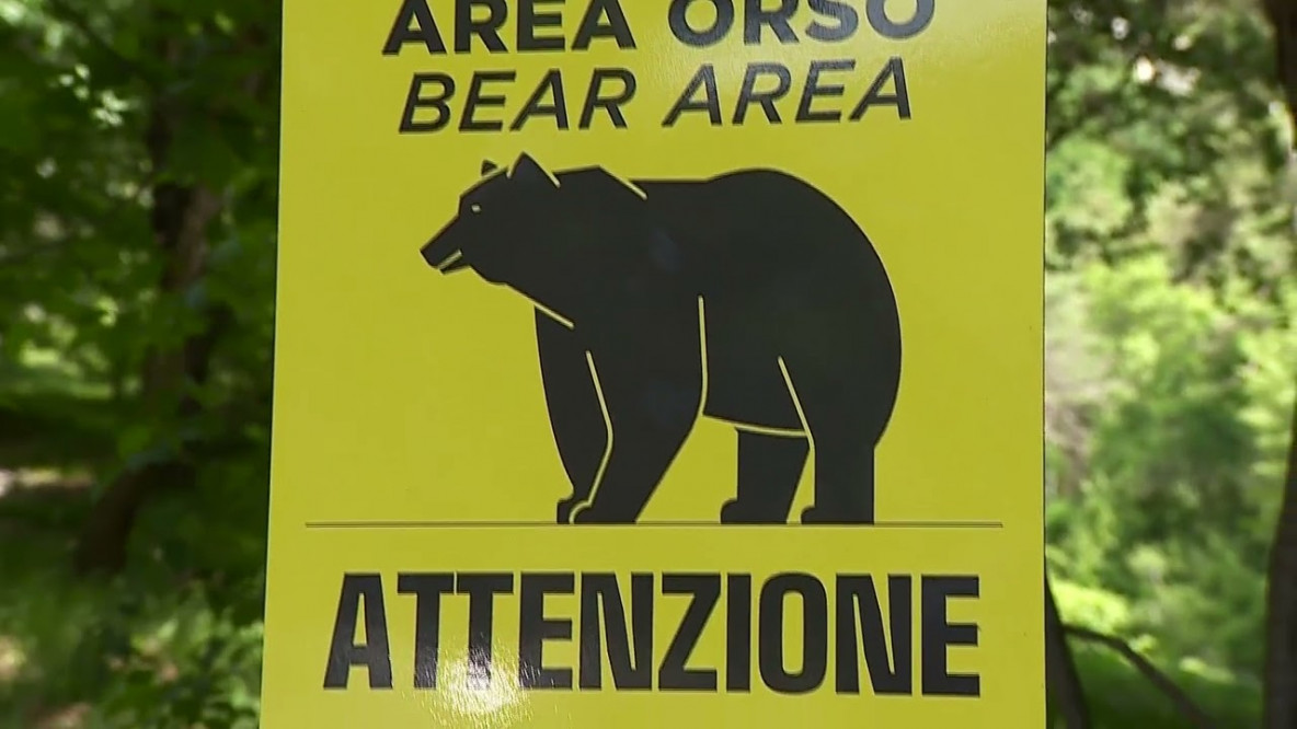 Bear area, Trentino