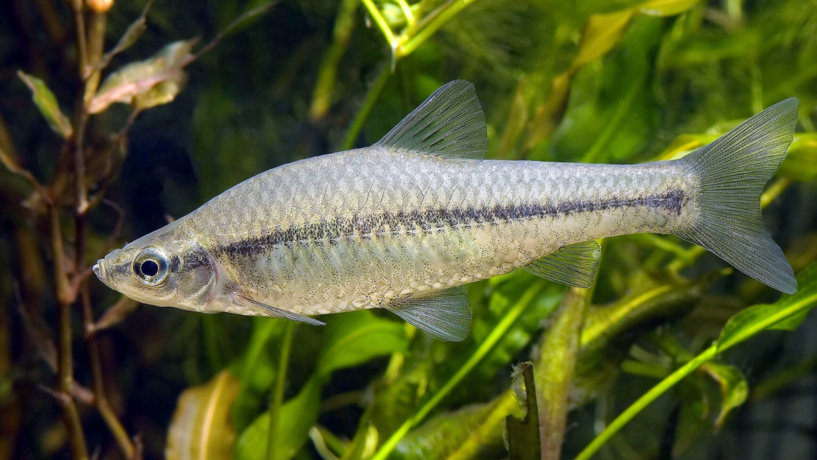 Blaubandbärblin