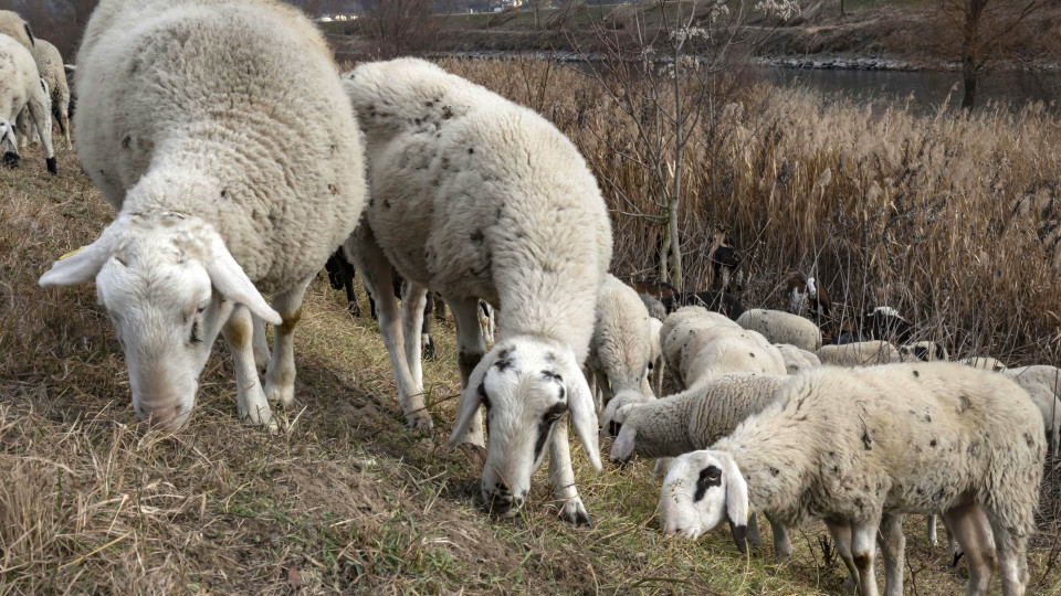 Schafe, pecore, Unterland