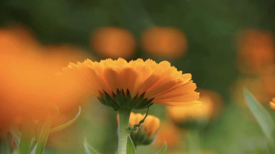Die Ringelblume: die Wundheilerin unter den Kräutern.
