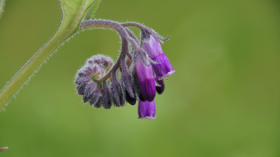 Das Allantoin im Beinwell unterstützt Gewebe und Sehnen.