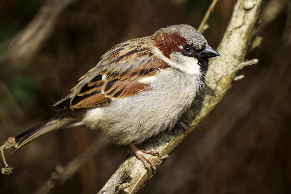 Passero_Spatz_uccello_vogel