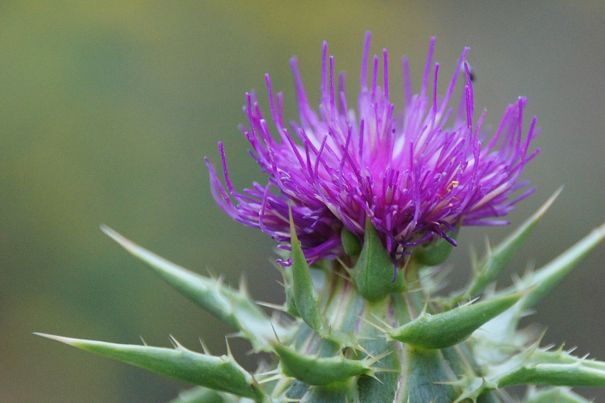 bild_marz_mariendistel