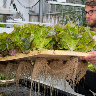 Un uomo prende della lattuga da una bacinella d'acqua.