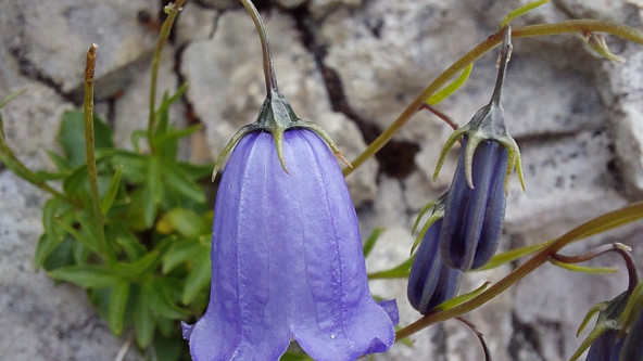 Zwerg-Glockenblume