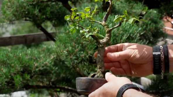 Bonsai