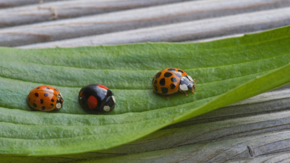 Seehauserfoto
