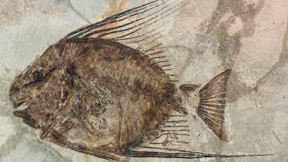 Das kleinste Detail ist vom versteinerten Fisch zu sehen