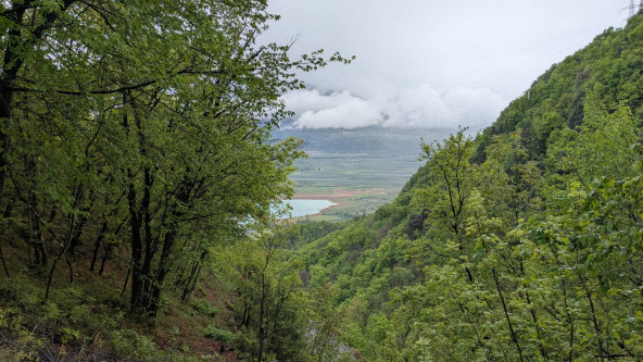Altenburger Wald