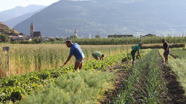 Vinterra_Feld