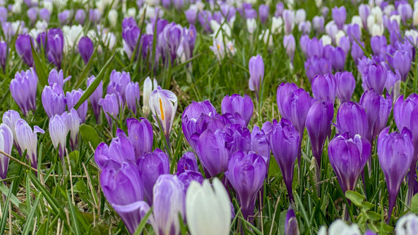 Krokusblüte