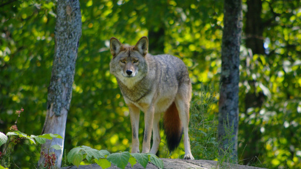 Lupo wolf