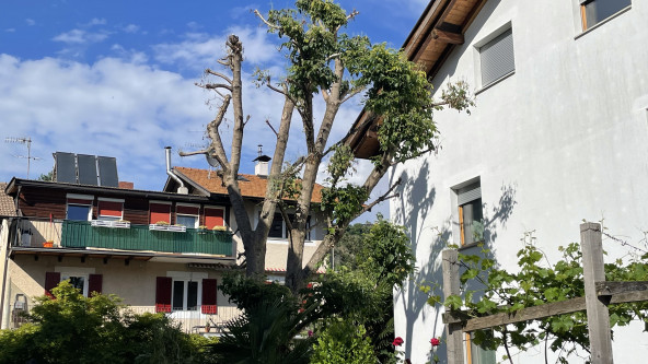 Baum Vergiftung Meran