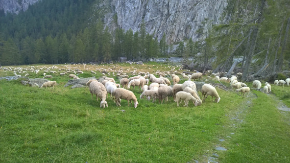 Schafe auf der Weide