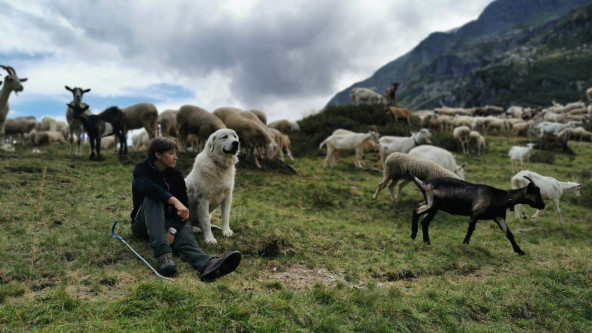 Hirtin auf Alm mit Ziegen und Schafen