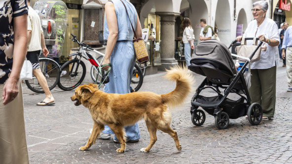 Stadt, Kinderwagen, Hund