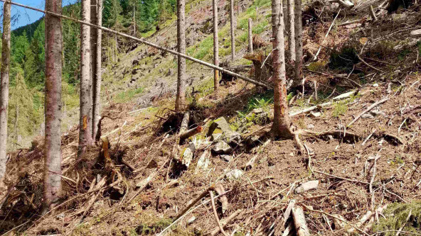 Waldschäden durch Borkenkäferbefall in Ulten