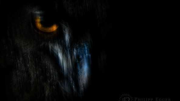 Shadow Hunter Siegerfoto von Philipp Egger