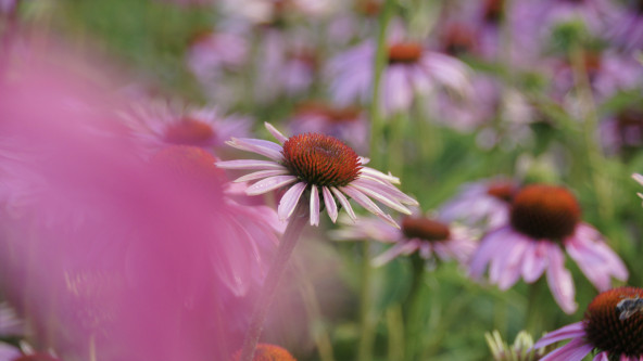 Kräuter und Immunsystem