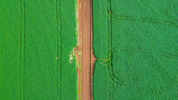 Anbaufläche in Brasilien