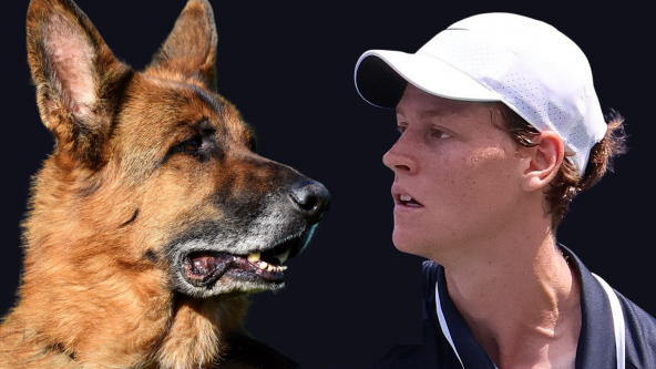 Schäferhund und Sinner