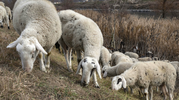 Schafe, pecore, Unterland