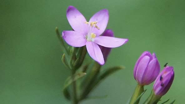 Das Tausendgüldenkraut hat es in sich