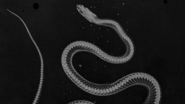 ombra_simile_o_a_un_sogno