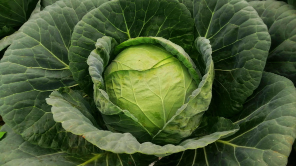 foto_-pexels-gruenkohl