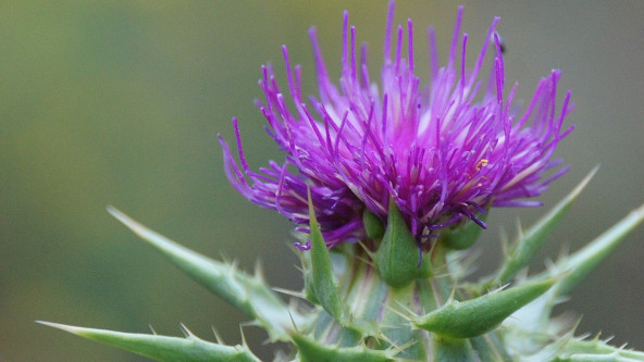 bild_marz_mariendistel