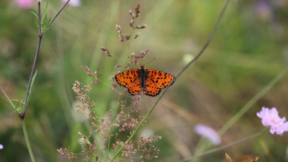 Roter Scheckenfalter