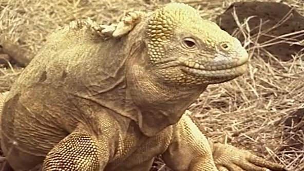 Galapagos Film der Woche
