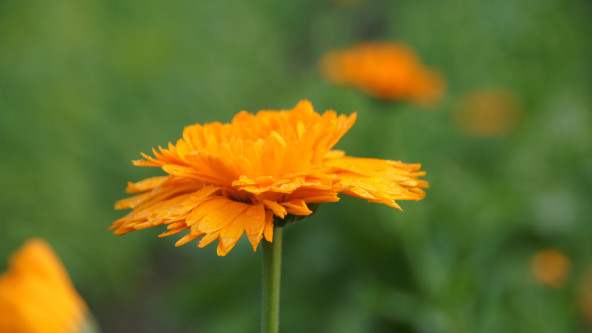 Kräuterwissen_juli_ringelblume.jpg