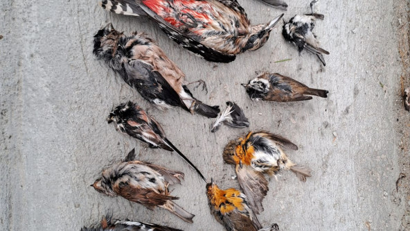 verendete_vögel_lärmschutzwand.jpeg